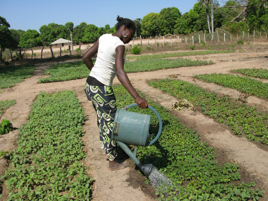 Sostegno all’orticoltura biologica nella Regione di Ziguinchor in Senegal