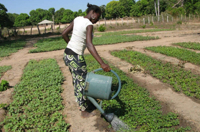 Sostegno all’orticoltura biologica nella Regione di Ziguinchor in Senegal
