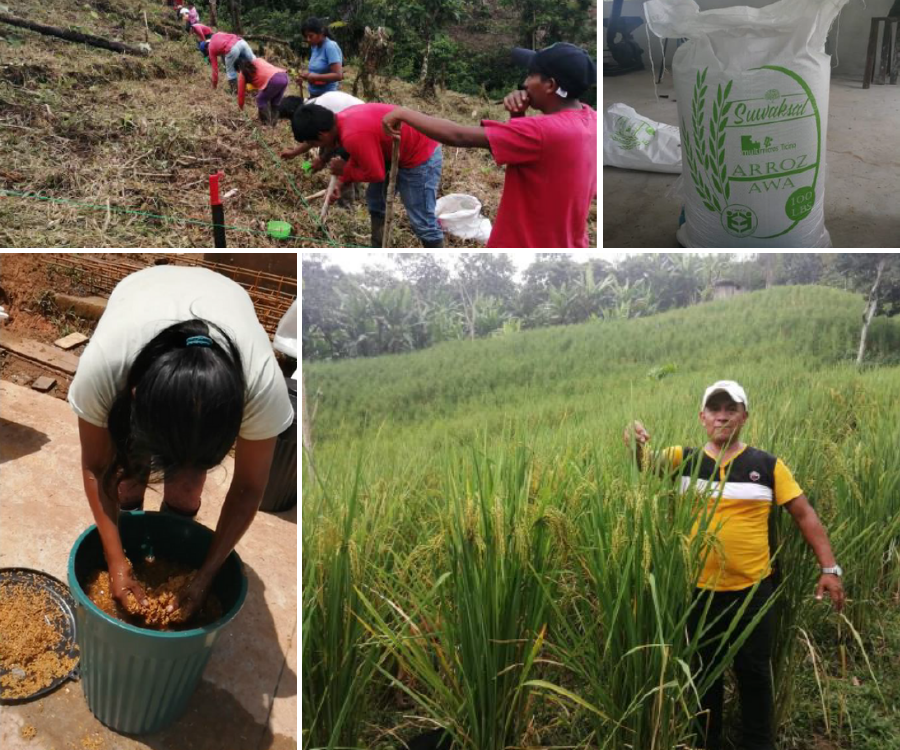 Implementazione della coltivazione del riso nella comunità di Rio Verde Medio