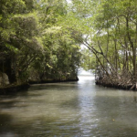 Modello inclusivo, partecipativo e ambientalmente sostenibile di gestione delle Mangrovie come strategia di lotta alla povertà