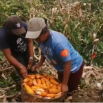 Implementazione della coltivazione di riso e mais nella comunità di San Vicente